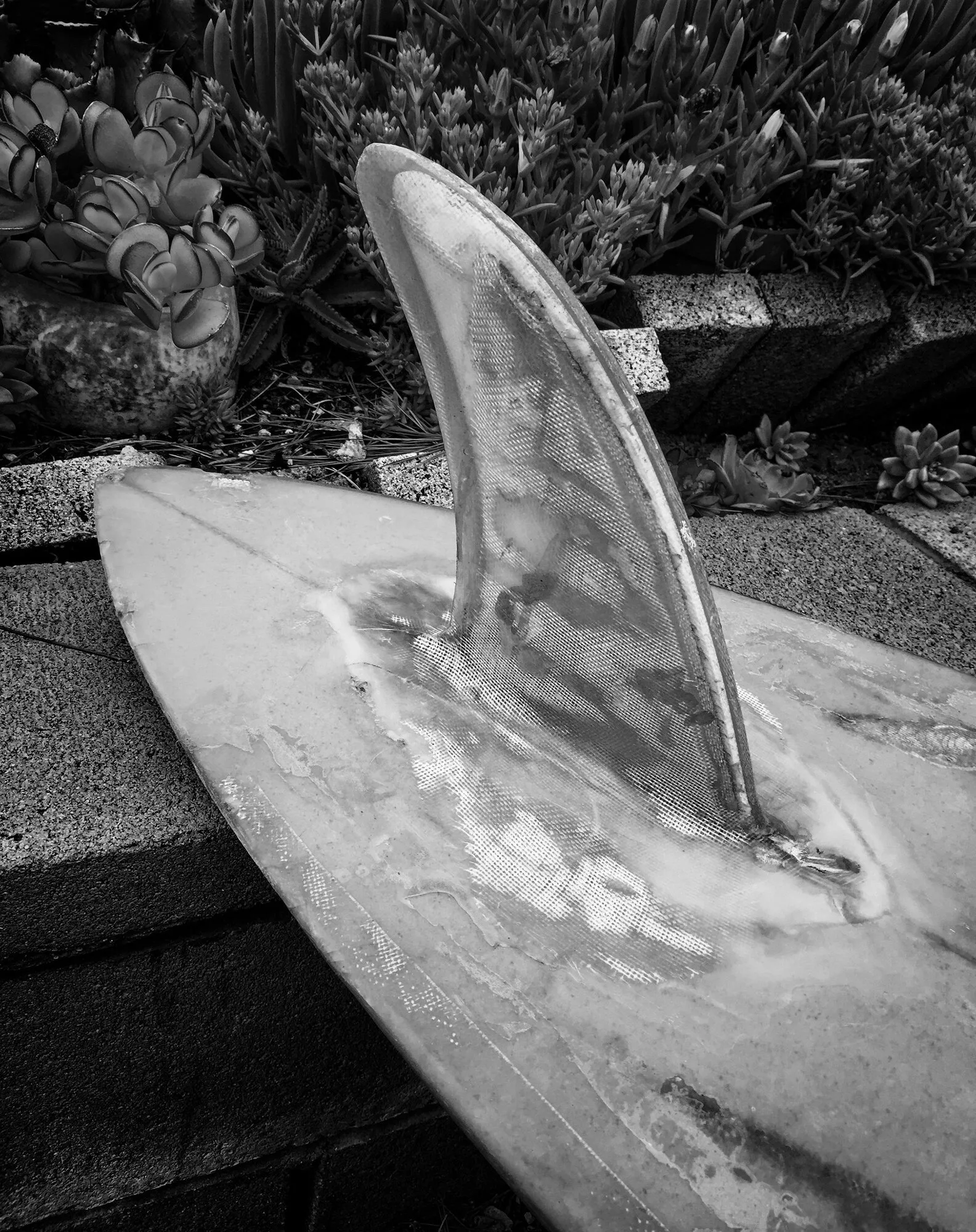 Caster single fin